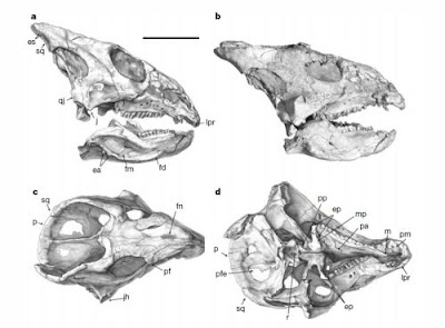 Liaoceratops skull