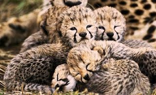cute baby cheetah pictures