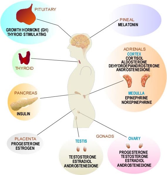 CLINICAL CHEMISTRY 25C Clinical Chemistry 3 Endocrinology