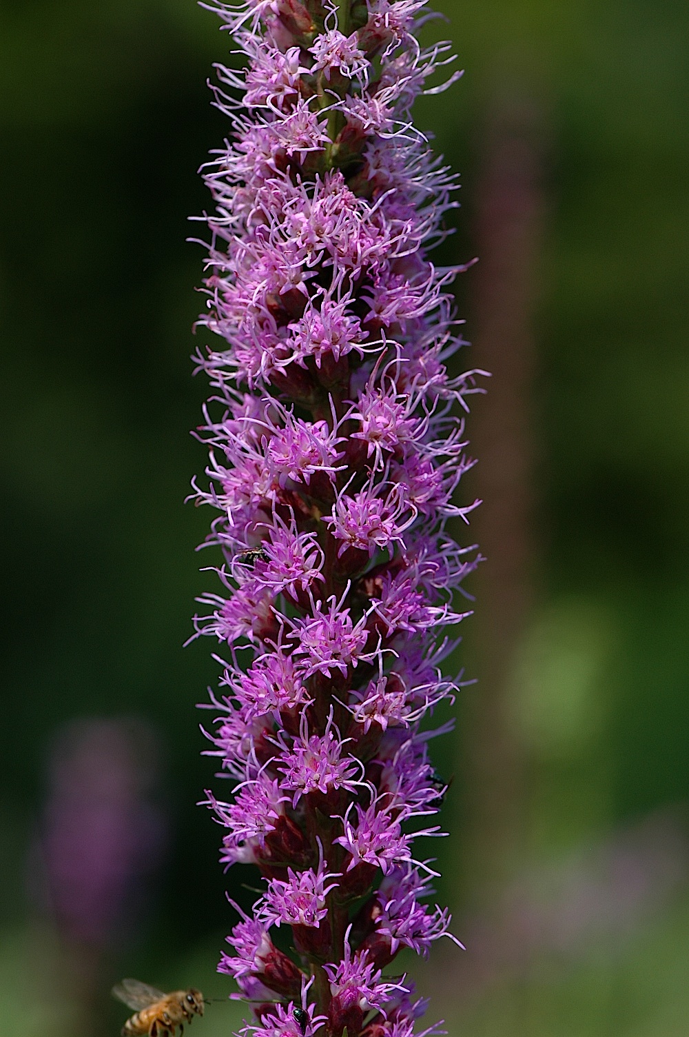 Field Biology In Southeastern Ohio Prairies Part 3 Species Results Liatris Ata The Spiked Blazing Star For Sheer Beauty And Showiness I Rank This As My All Time Favorite Prairie Plant Is One Of Largest