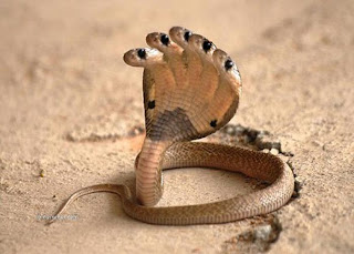 Amazing cool Snakes HD images