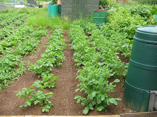 King Edward main crop potatoes