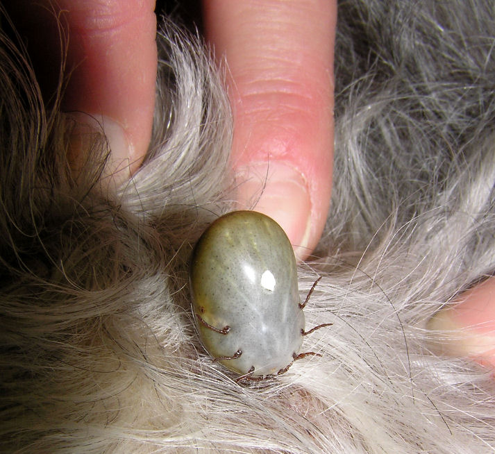 Removing Ticks On Dogs Home Remedies