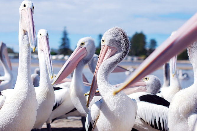 Pelican Feeding at The Entrance NSW