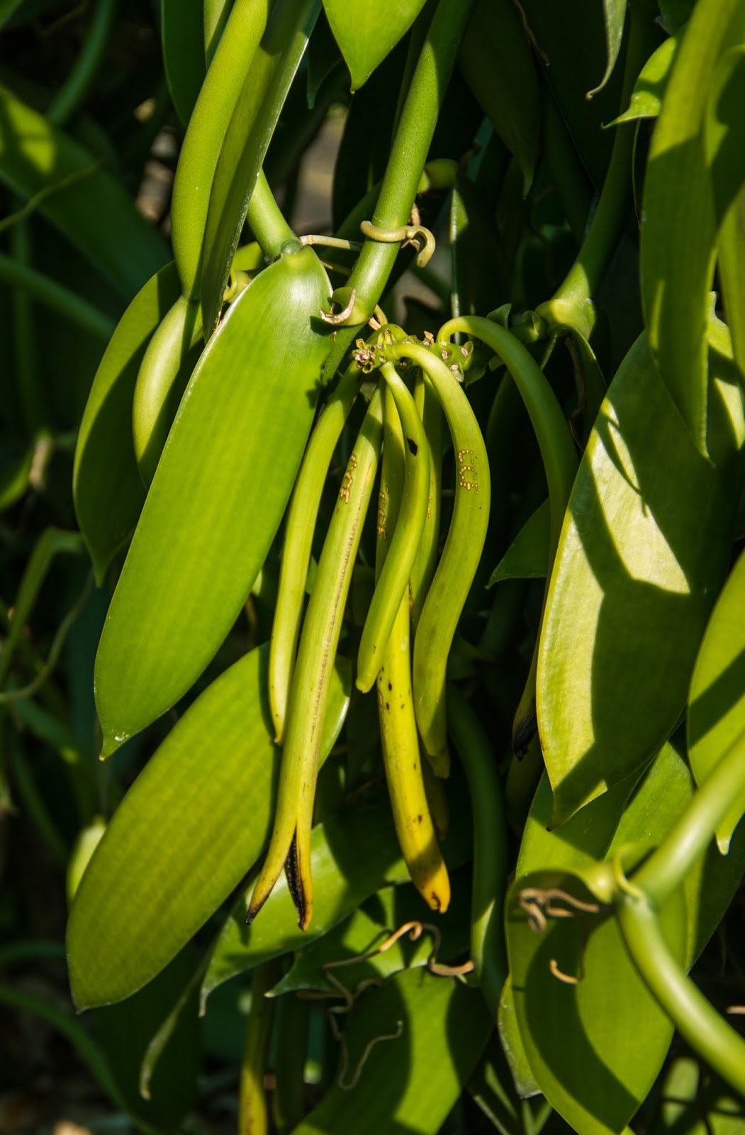 La Réunion V.D. La vanilleraie Sainte Suzanne