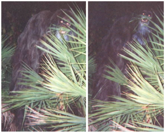 skunk ape sightings