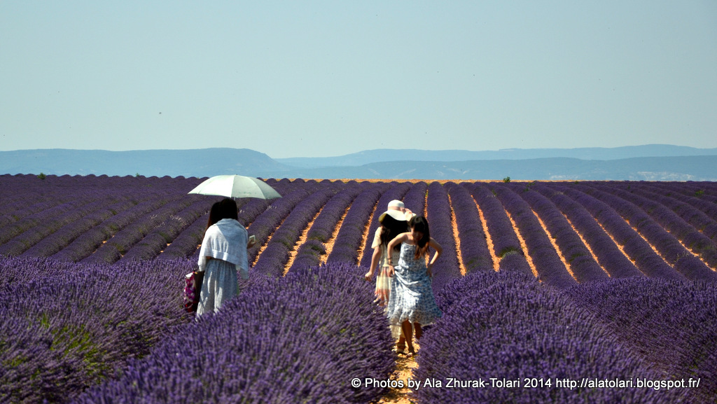Plateau Valensole.Peignes de lavande. chinois et lavande