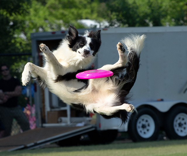 Training Your Dog To Play Frisbee Training Your Dog To Play Frisbee