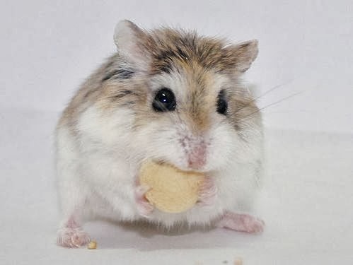 funny cute hamster interesting funny pictures funny christmas bulldogs pictures
