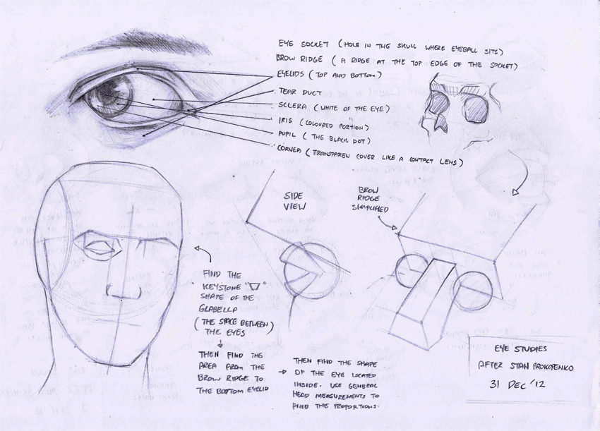 Anatomy+-+0041.jpg