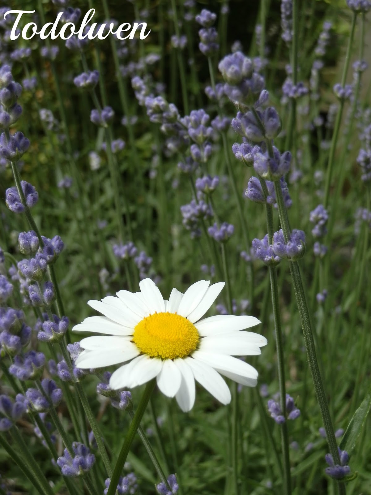 Todolwen Of Lavender And Daisies And Other Pretty Blooms