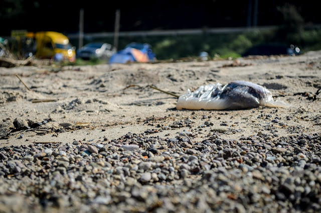 Why would you put fish into a bag and then throw it into the ocean or onto the beach? I don't know. Chilpo Beach Pohang