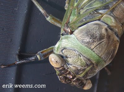 Richmond Virginia Cicada