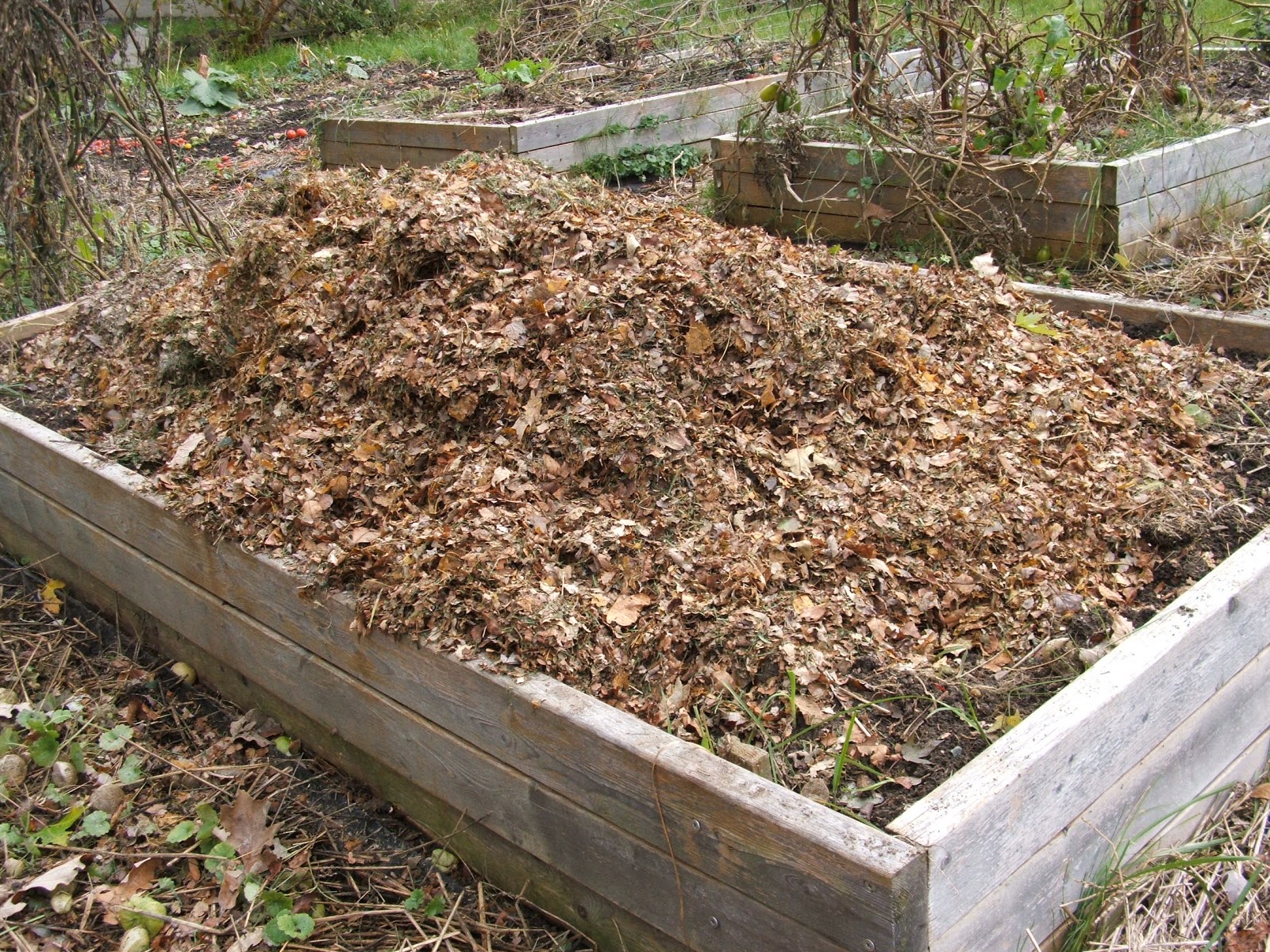 Green Zebra Market Garden Free Leaf Mulch!