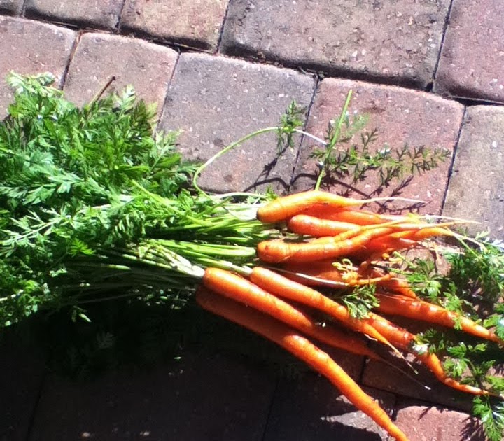 Gardening in Central Florida Growing carrots in Florida