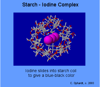 biology starch Introduction: in this experiment you will observe the action of the enzyme amylase on starch amylase changes starch into a simpler form: the sugar maltose. biology starch Introduction: in this experiment you will observe the action of the enzyme amylase on starch amylase changes starch into a simpler form: the sugar maltose.