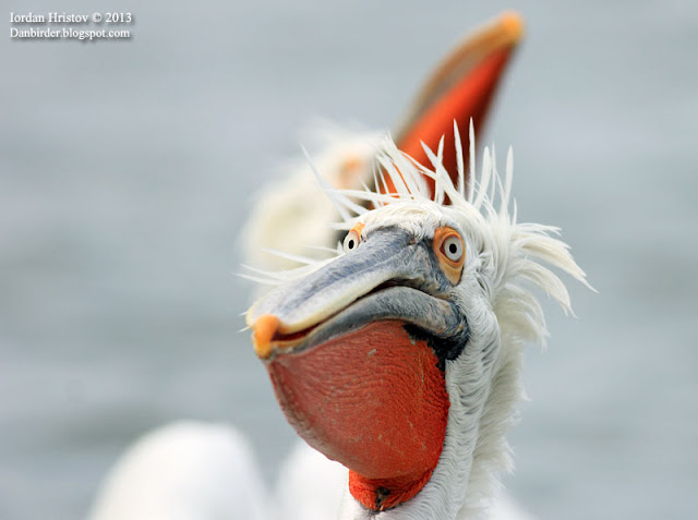 Dalmatian Pelican photography