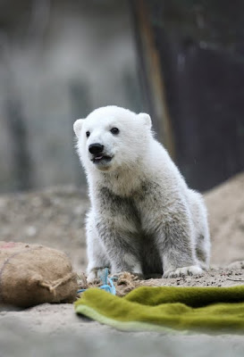 北極熊克努特 4歲的Knut