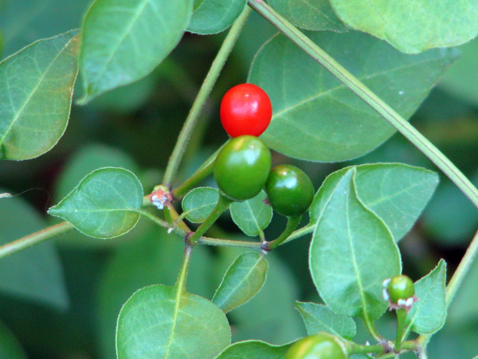 Plano Prairie Garden: November 2011