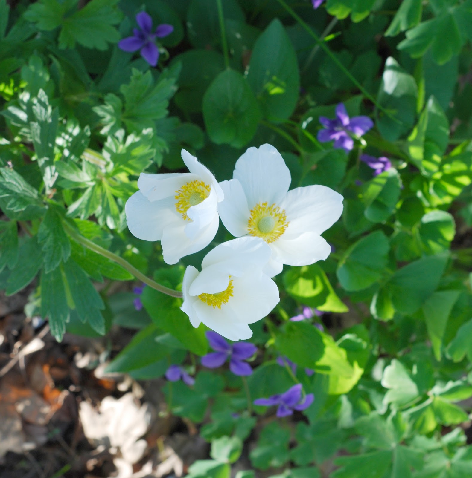 Photographing Flowers Plants that Reseed