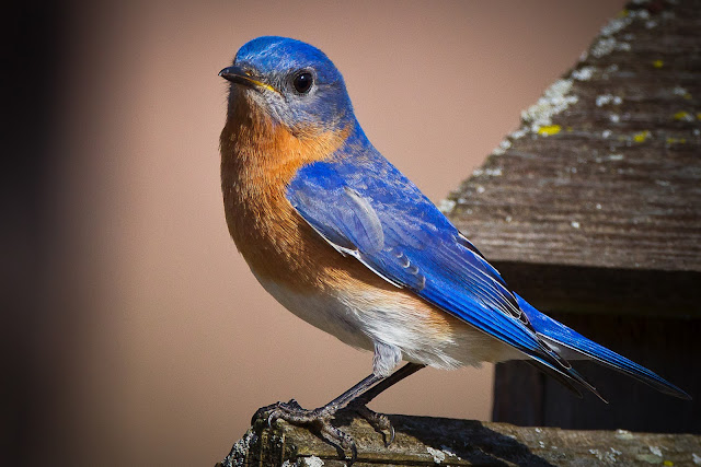 feather tailed stories eastern bluebird feather tailed stories eastern bluebird