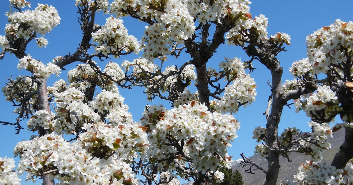 Time of Our Lives Applepear blossoms