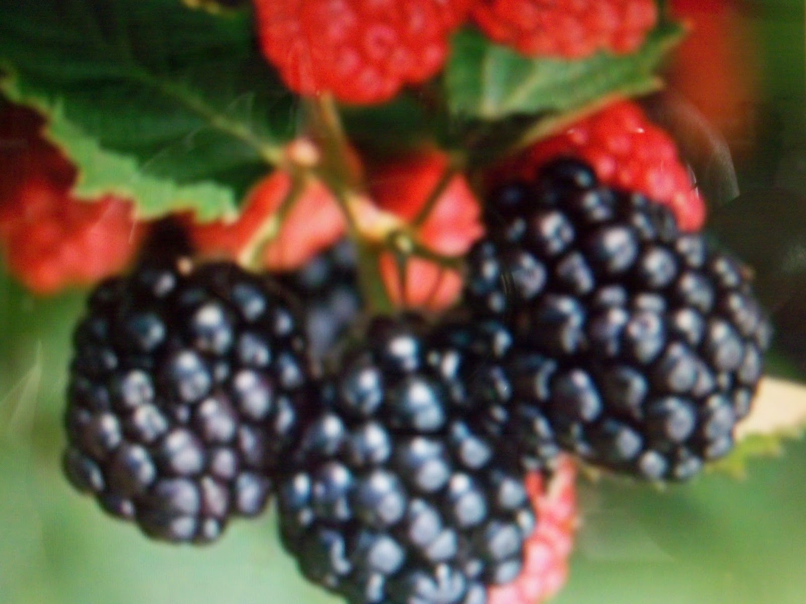 Blackberries ( How To Grow ) Garden The Easy Way