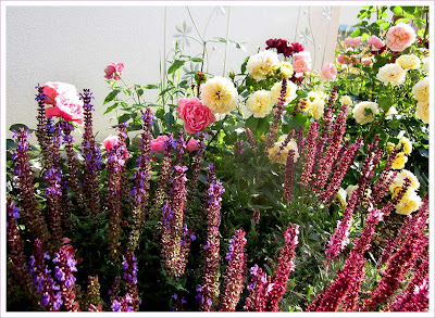 Rosenbeet Duftrosen und Salbei