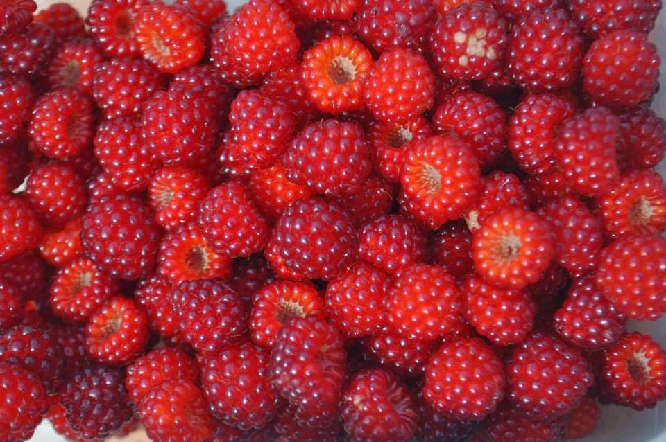 The Crafty French Housewife Wineberry Jam Recipe!!