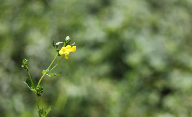 Birds-Foot Trefoil Flowers Birds-Foot Trefoil Flowers