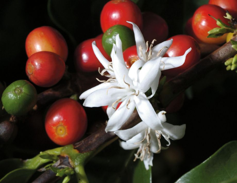 Flor e fruto do café