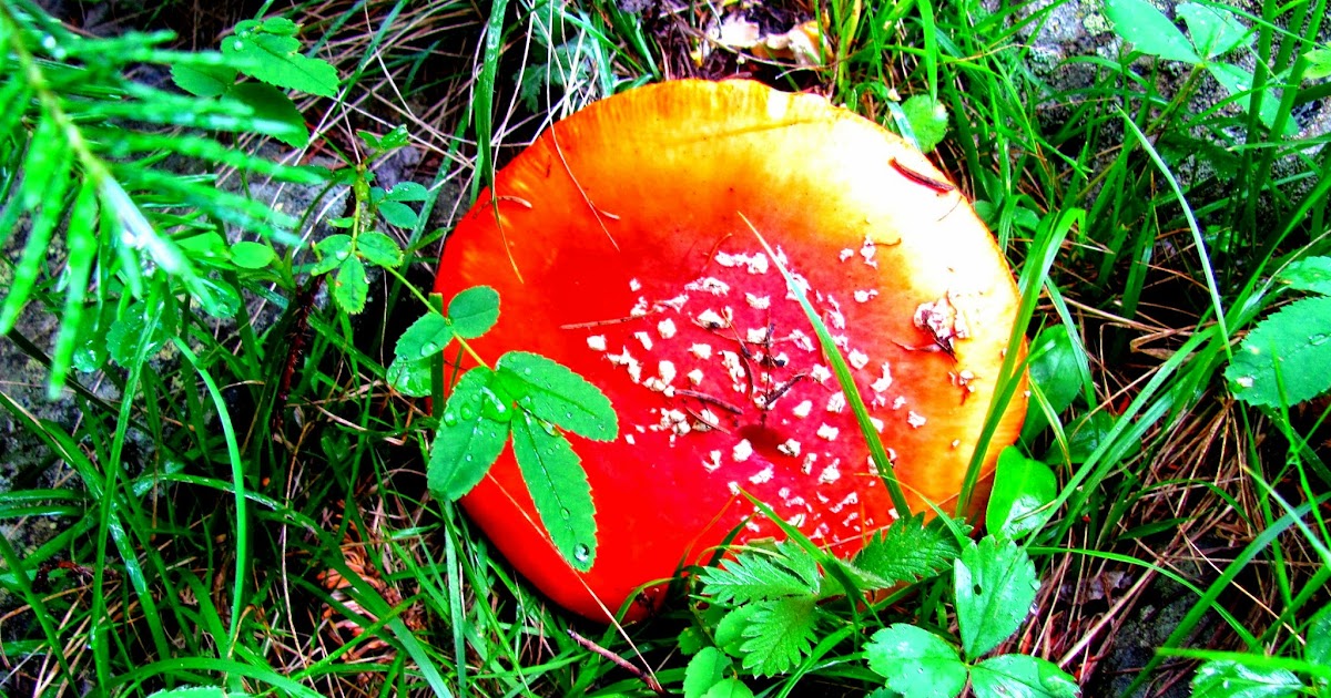 PL Fallin Photography Red Mushrooms Rocky Mountains