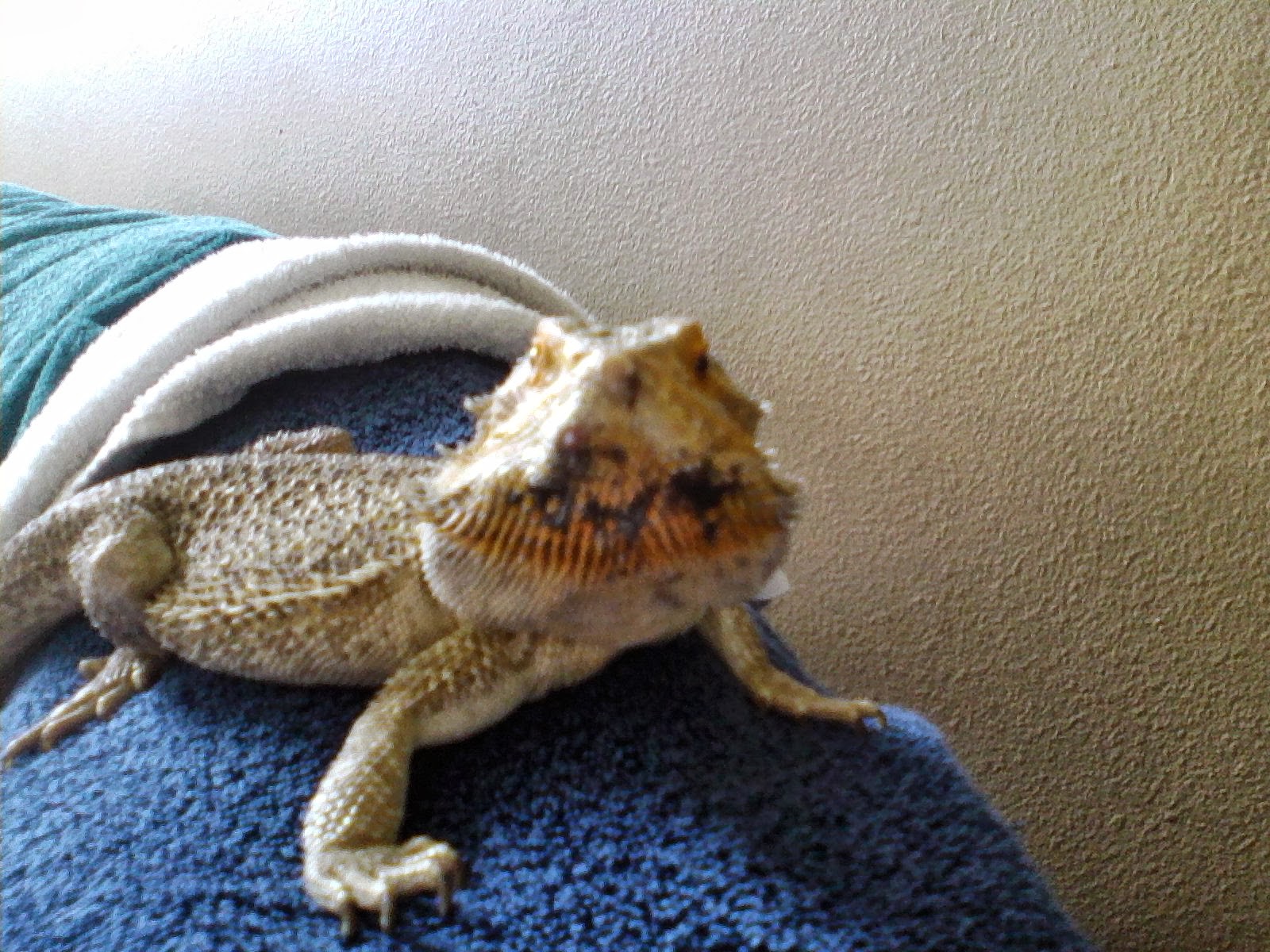 bearded-dragon-vet-checkup-cost-7.jpg bearded-dragon-vet-checkup-cost-7.jpg