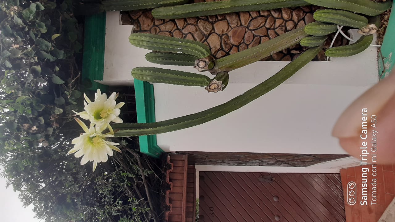 FLOR DE CACTUS