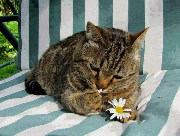 Funny cats - part 88 (40 pics + 10 gifs), cat eats flower