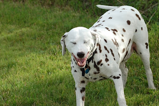 Funny Dalmatian