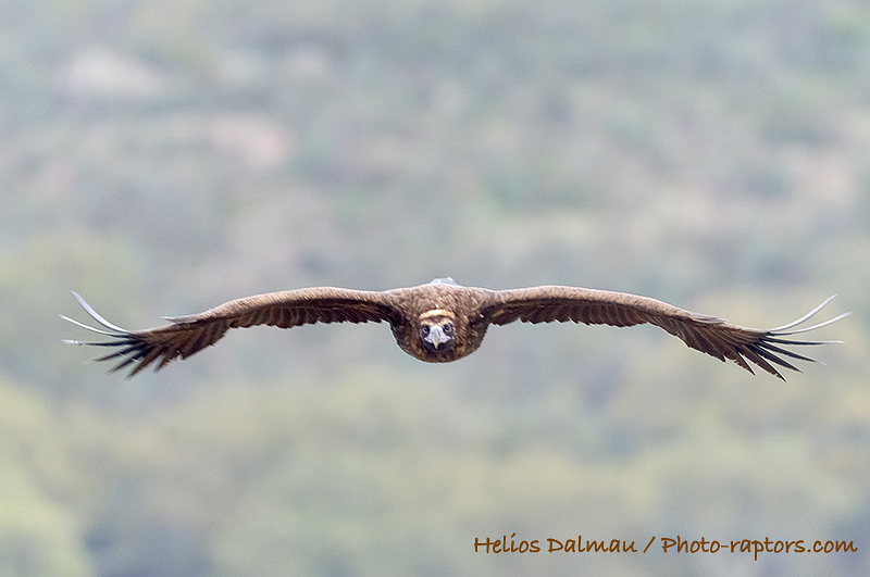 PHOTORAPTORS Vultures, kites and other carrion eaters