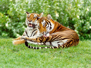 malayan tiger