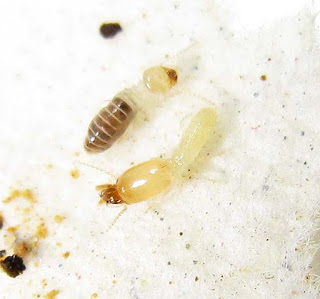 soldier and worker termites of Labritermes emersoni