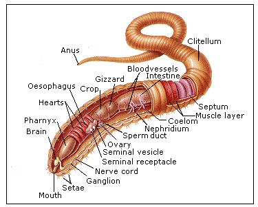 a can of worms – Dr. How's Science Wows