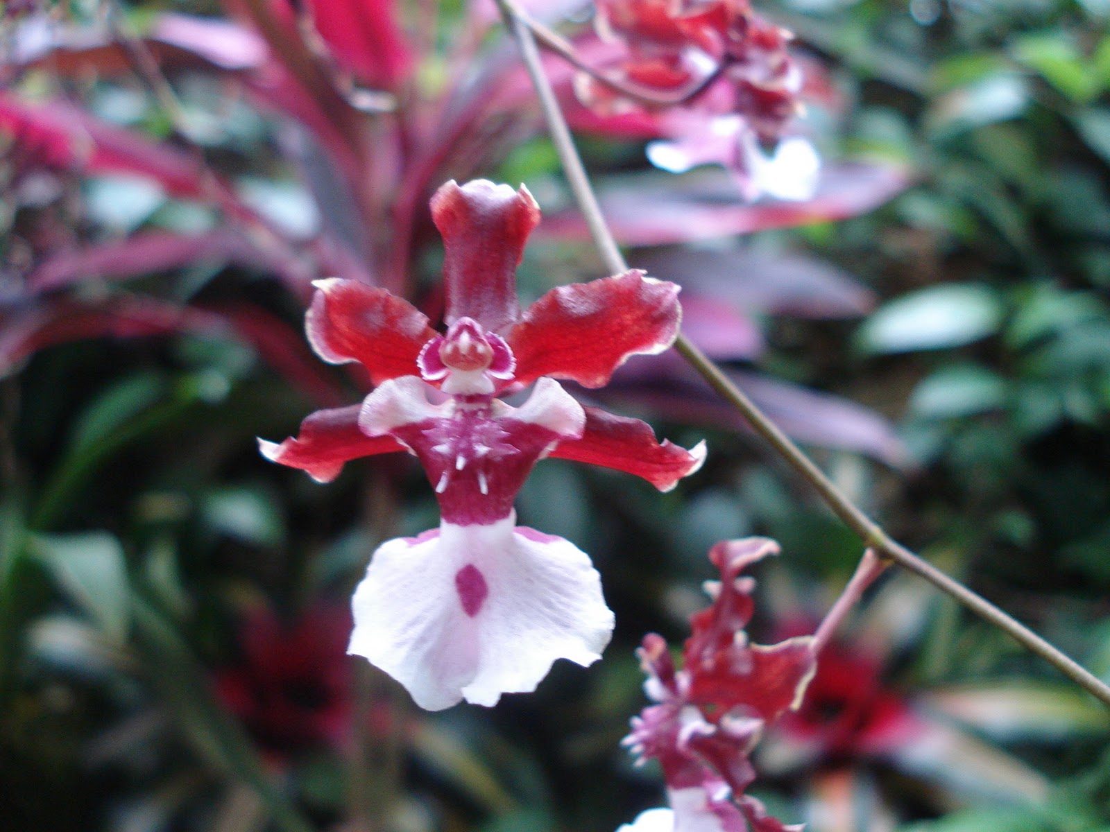 *~Creating My Sanctuary~*: Orchidaceae