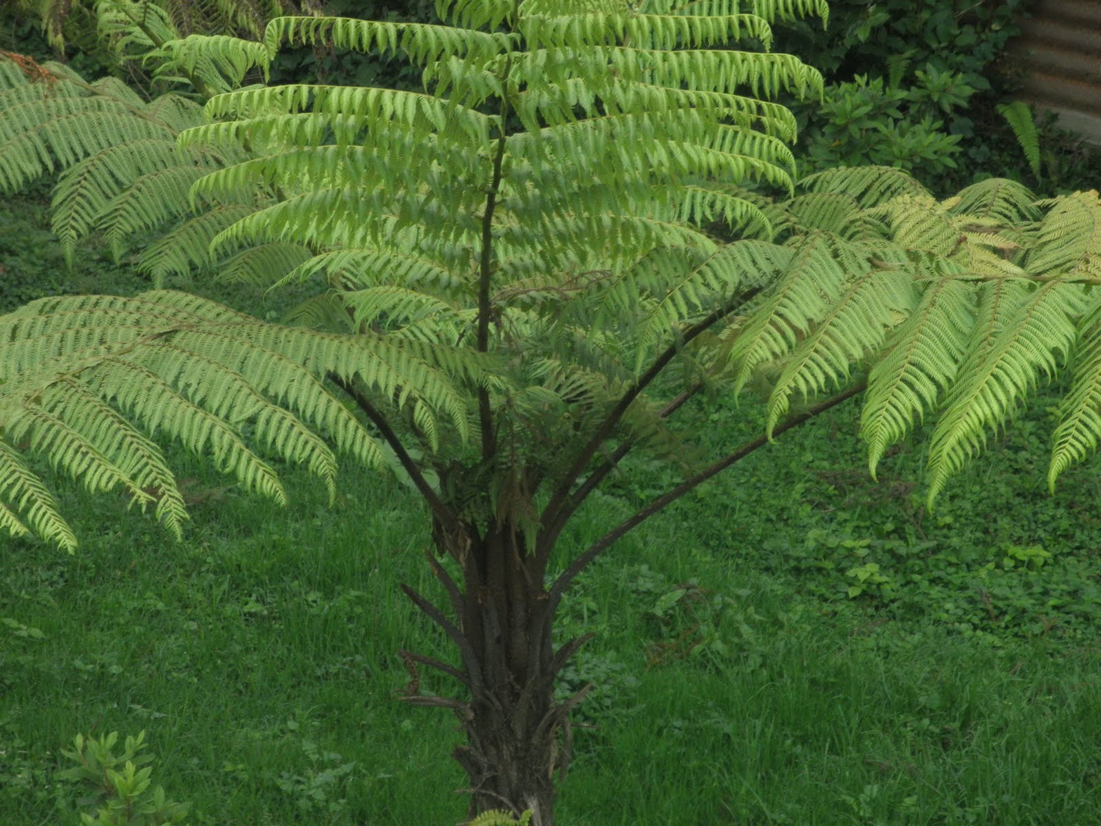 Indian trees May 2011