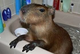Latest Funny Pictures: Funny Capybara