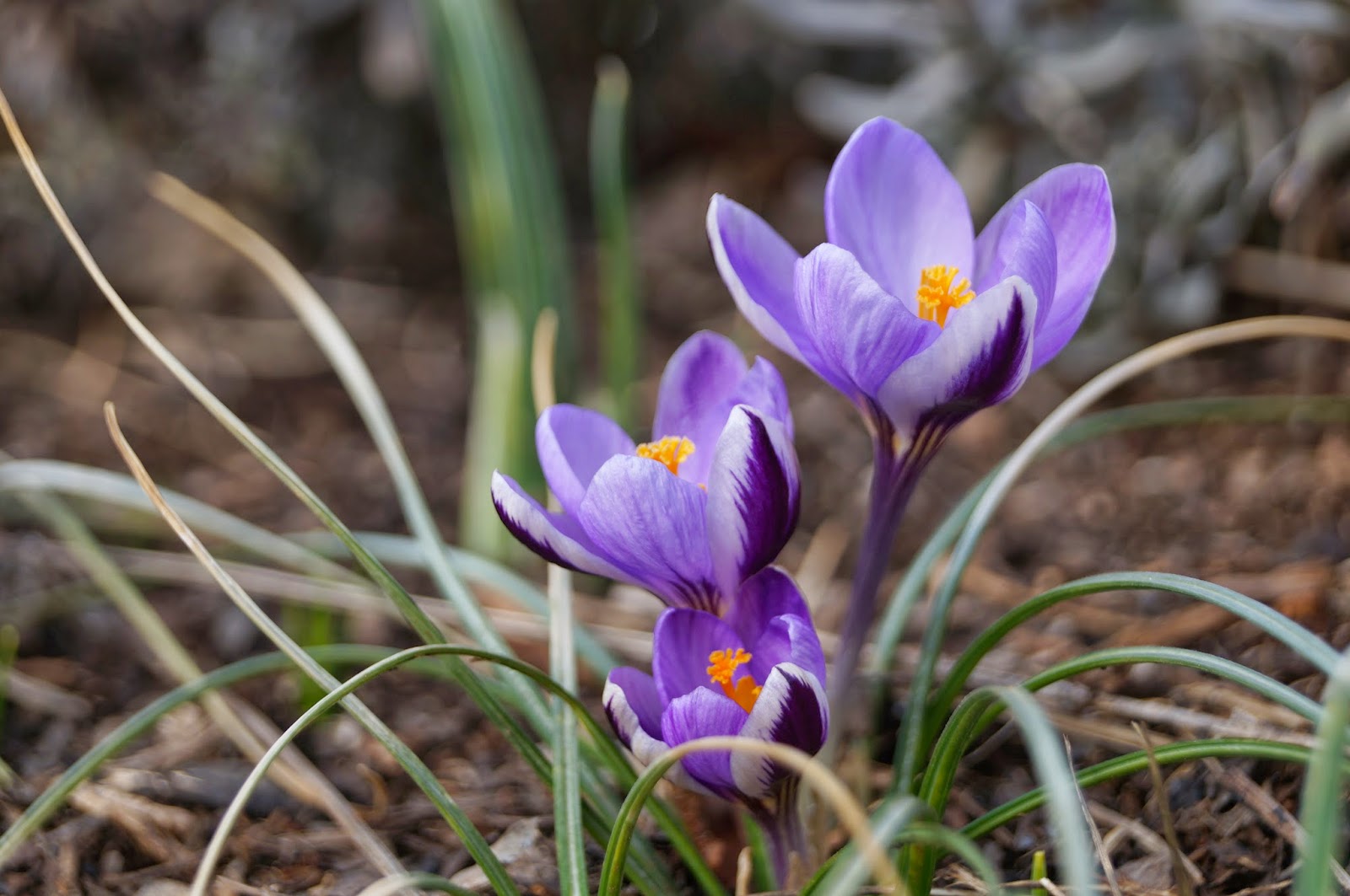 Using 'seasonal' flowers for your event pros and cons