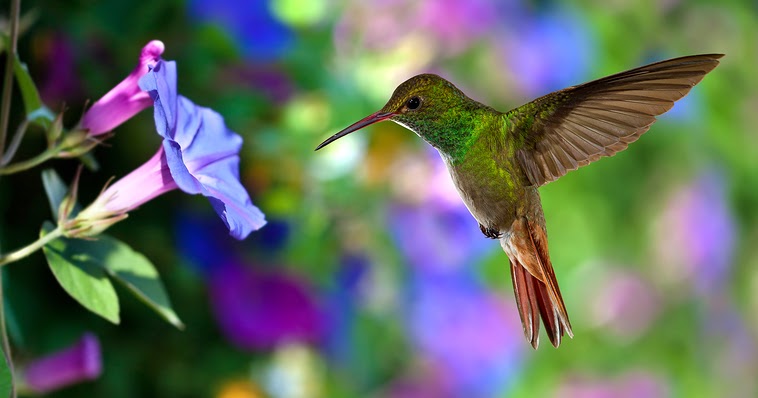 flamingo gardens blog creating a hummingbird habitat in flamingo gardens blog creating a hummingbird habitat in