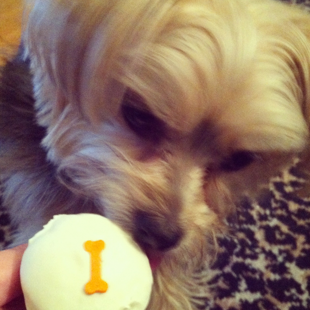 Barkzilla A Savvy NYC Dog Blog Sprinkles Dog Cupcakes Review!