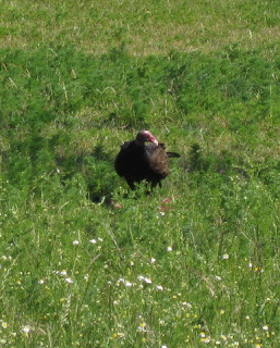 Turkey vulture with carrion in a field, Morgan Hill, California