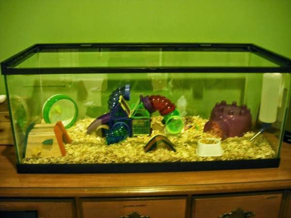 big dog fluffy breeds