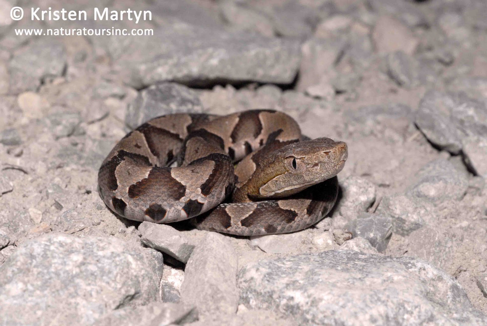 Juvenile Copperhead Pictures