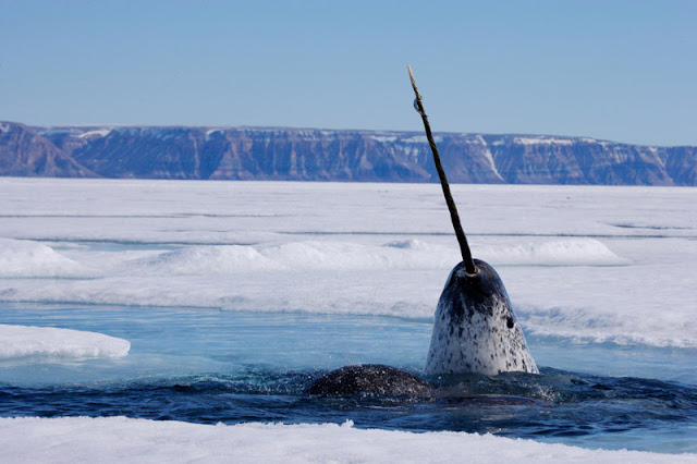 narwhal, unicorn of the sea, narwhal pictures, narwhals, narwhal facts